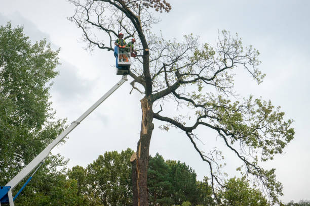 Best Fruit Tree Pruning  in Rockaway Beach, OR