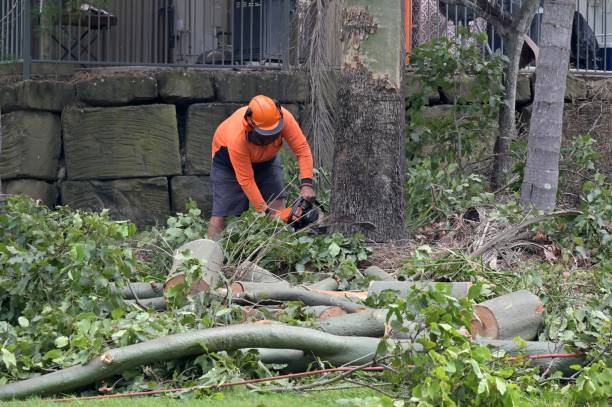 Best Utility Line Clearance  in Rockaway Beach, OR