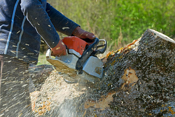 Trusted Rockaway Beach, OR  Tree Services Experts