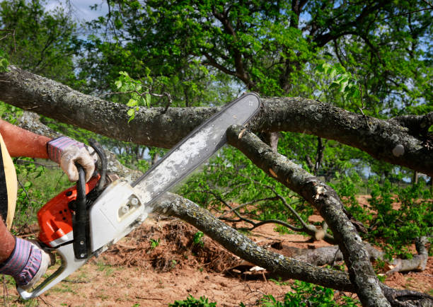 Why Choose Our Tree Removal Services in Rockaway Beach, OR?